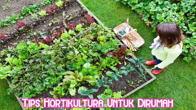 Tips Hortikultura Untuk Dirumah